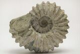 Bumpy Ammonite (Douvilleiceras) Fossil - Madagascar #205049-1